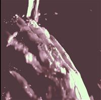 Snapshot Photo